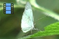 Scene_16e_Pieridae with black tip on leaf